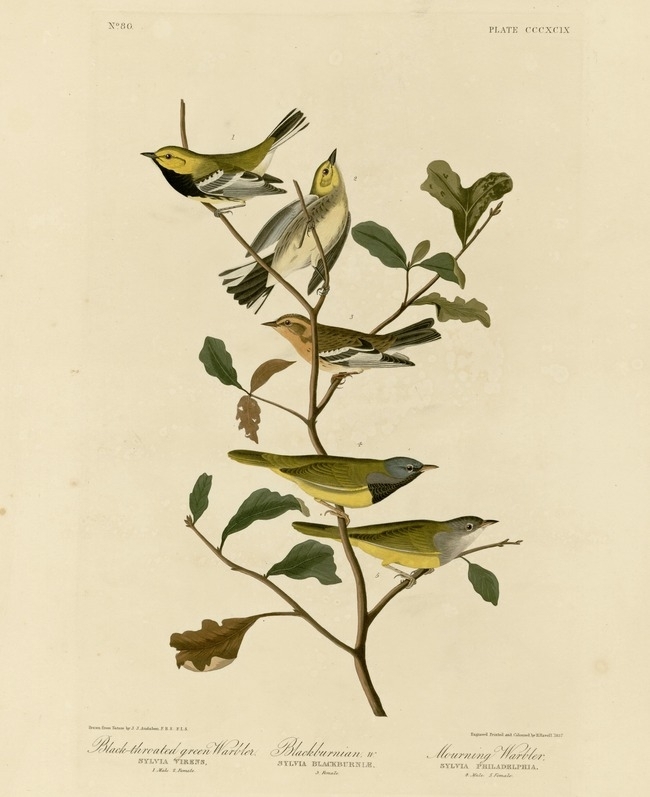 约翰.奥杜邦（John James Audubon）博物画鸟类作品