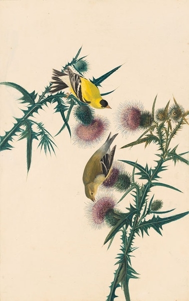 约翰.奥杜邦（John James Audubon）博物画鸟类作品53611778