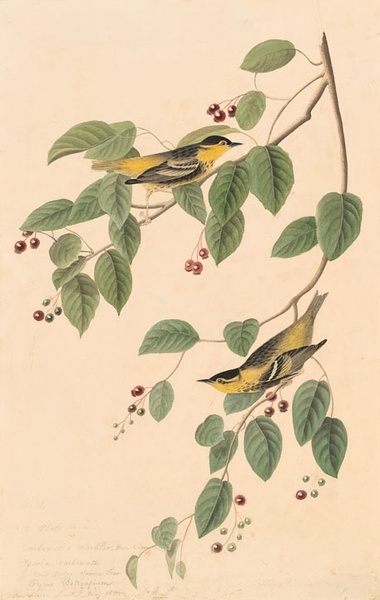 约翰.奥杜邦（John James Audubon）博物画鸟类作品53615079