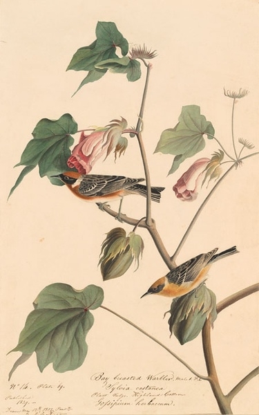 约翰.奥杜邦（John James Audubon）博物画鸟类作品53615806