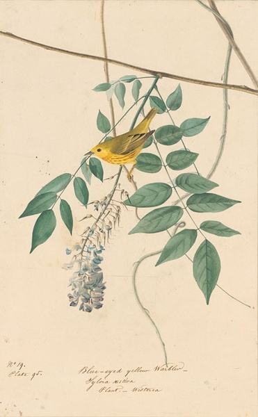 约翰.奥杜邦（John James Audubon）博物画鸟类作品53617516