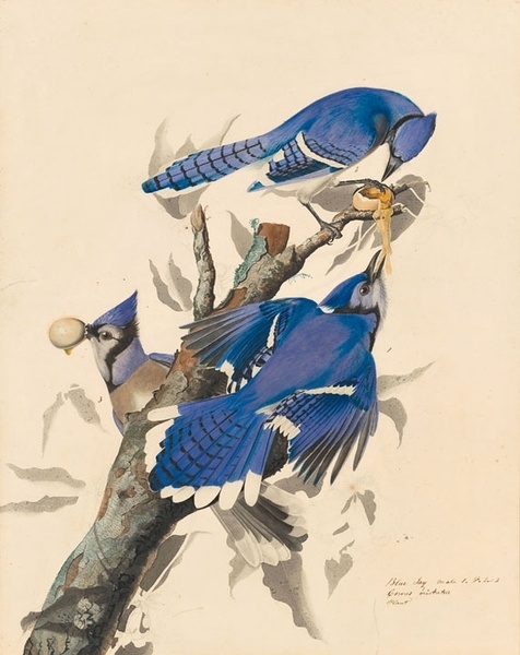 约翰.奥杜邦（John James Audubon）博物画鸟类作品53617619