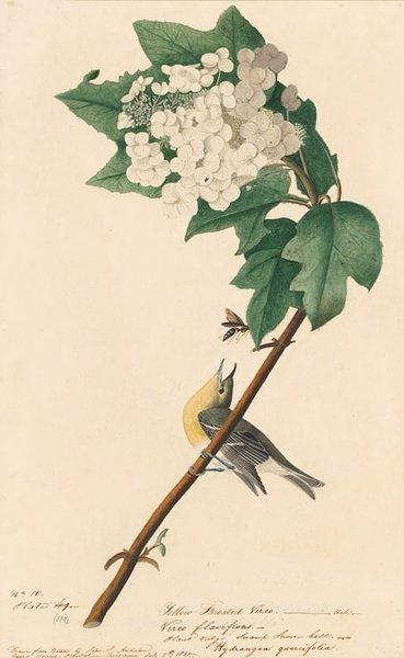 约翰.奥杜邦（John James Audubon）博物画鸟类作品53617795