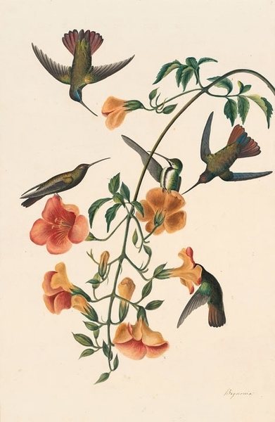 约翰.奥杜邦（John James Audubon）博物画鸟类作品53619707