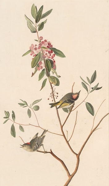 约翰.奥杜邦（John James Audubon）博物画鸟类作品53619983